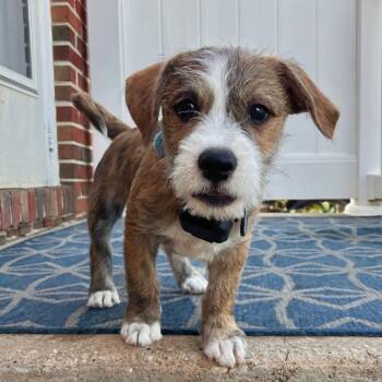 Merlot -  Terrier Dog for Adoption in Baldwin, Maryland - Merlot | PetCurious