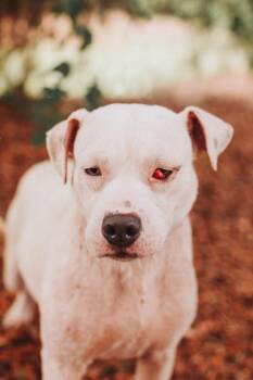 93153a Truman -  Terrier and Mixed Breed Dog for Adoption in North Charleston, South Carolina - 93153a Truman | PetCurious