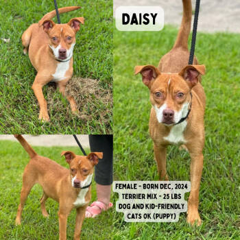 Rescue Terrier Dogs for Adoption in Anahuac, Texas - Daisy | PetCurious