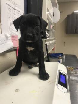 SONNY -  Pit Bull Terrier and Mixed Breed Dog for Adoption in Conroe, Texas - SONNY | PetCurious
