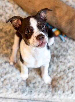 Boston Terrier Dogs Available for Adoption - Penelope | PetCurious