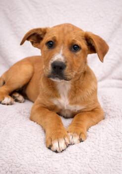 Labrador Retriever and Great Pyrenees Dogs Available for Adoption - Found Stray: Paulie | PetCurious