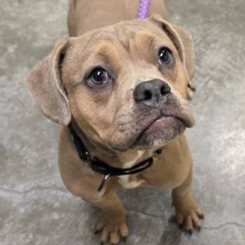 American Bully Dogs Available for Adoption - Cheese | PetCurious