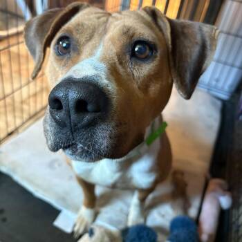 Pit Bull Terrier and Mixed Breed Dogs Available for Adoption - Jazzy | PetCurious