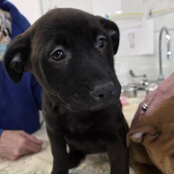 Pit Bull Terrier Dogs Available for Adoption - Waverly | PetCurious