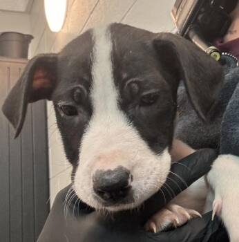 Labrador Retriever Dogs Available for Adoption - Melanie | PetCurious