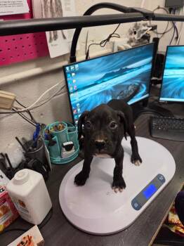 Boxer P4 -  Boxer Dog for Adoption in Pahrump, Nevada - Boxer P4 | PetCurious