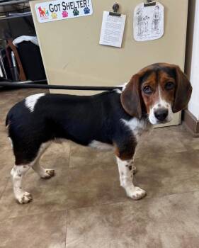 Basset Hound and Beagle Dogs Available for Adoption - Zeke | PetCurious
