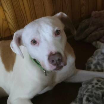 Hazel -  Mixed Breed Dog for Adoption in Dekalb, Illinois - Hazel | PetCurious