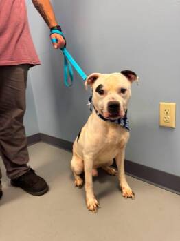 Chipotle -  Terrier Dog for Adoption in Zanesville, Ohio - Chipotle | PetCurious