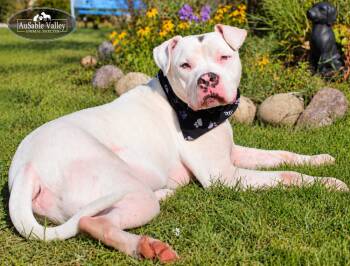Noah -  Mixed Breed Dog for Adoption in Grayling, Michigan - Noah | PetCurious