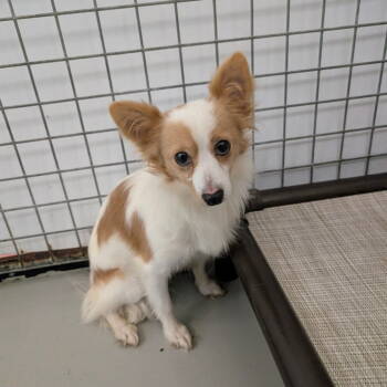Rescue Papillon Dogs for Adoption in Chico, California - PAXTON | PetCurious