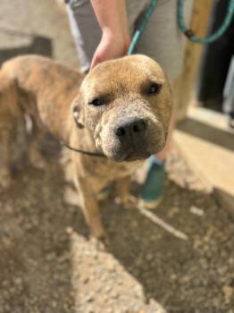Rescue Pit Bull Terrier Dogs for Adoption in Dawsonville, Georgia - Gator | PetCurious