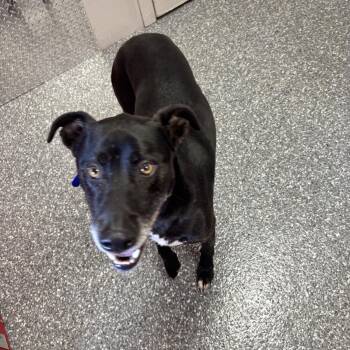 Brock -  Black Labrador Retriever and Mixed Breed Dog for Adoption in White Cloud, Michigan - Brock | PetCurious