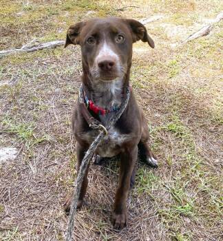 Reilly -  Chocolate Labrador Retriever Dog for Adoption in Monroe, Georgia - Reilly | PetCurious