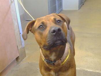 DONUT -  Rottweiler and Rhodesian Ridgeback Dog for Adoption in Sacramento, California - DONUT | PetCurious
