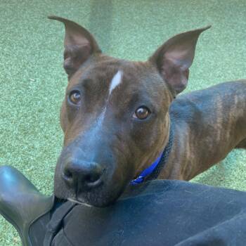 Mixed Breed Dogs Available for Adoption in Greensboro, North Carolina - Jenny | PetCurious