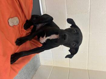 Mixed Breed Dogs Available for Adoption in St. Joseph, Michigan - Logan | PetCurious