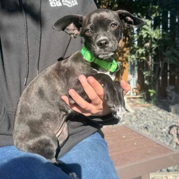 Harley -  French Bulldog and Chihuahua Dog for Adoption in Cheyenne, Wyoming - Harley | PetCurious