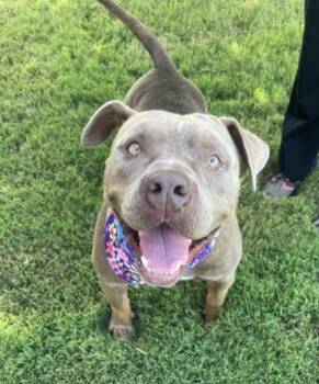 MRS. BROWN -  Pit Bull Terrier and Mixed Breed Dog for Adoption in Tulsa, Oklahoma - MRS. BROWN | PetCurious