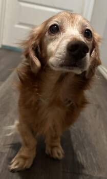 Vernon -  Dachshund Dog for Adoption in Shawnee, Oklahoma - Vernon | PetCurious