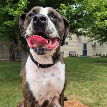 Mae -  Boxer Dog for Adoption in Milford, Iowa - Mae | PetCurious