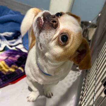 Monclair -  Pug and Chihuahua Dog for Adoption in Tampa, Florida - Monclair | PetCurious