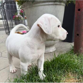 Axel -  Hound and Mixed Breed Dog for Adoption in Shorewood, Illinois - Axel | PetCurious