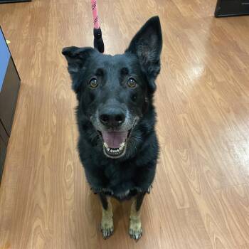 Pronto -  German Shepherd Dog Dog for Adoption in Cheyenne, Wyoming - Pronto | PetCurious