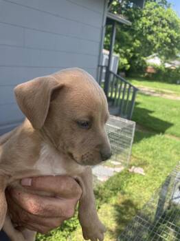 Mixed Breed Dogs Available for Adoption in Dallas, Texas - PUP5 | PetCurious