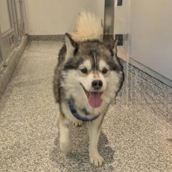Hugo -  Siberian Husky Dog for Adoption in Westhampton, New York - Hugo | PetCurious