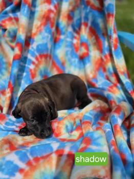 Rescue Labrador Retriever and American Staffordshire Terrier Dogs for Adoption in Crown Point, Indiana - Shadow | PetCurious
