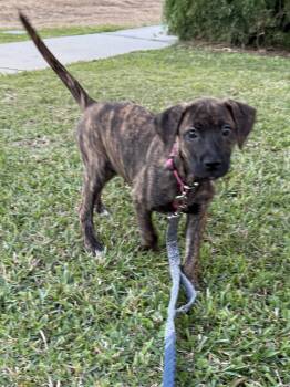 Labrador Retriever and Terrier Dogs Available for Adoption - Giblet * | PetCurious