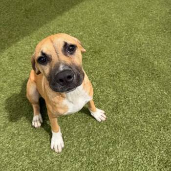 Momo -  Mixed Breed Dog for Adoption in Titusville, Florida - Momo | PetCurious