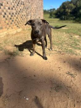 Dixie -  Pit Bull Terrier Dog for Adoption in Semmes, Alabama - Dixie | PetCurious