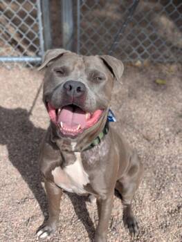 SHADOW -  American Staffordshire Terrier and Mixed Breed Dog for Adoption in Loveland, Colorado - SHADOW | PetCurious