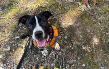 Rescue American Staffordshire Terrier and Labrador Retriever Dogs for Adoption in Colonial Heights, Virginia - Chance | PetCurious