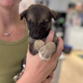 Sake Sushi -  German Shepherd Dog and Shepherd Dog for Adoption in Friendswood, Texas - Sake Sushi | PetCurious