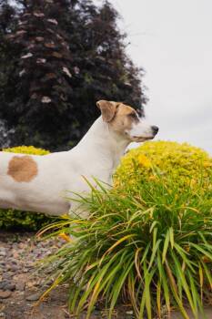 Sarah -  Mixed Breed Dog for Adoption in Newberg, Oregon - Sarah | PetCurious