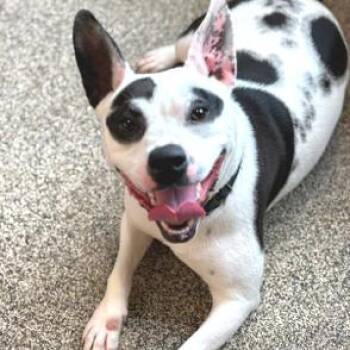 Oreo -  Cattle Dog and Mixed Breed Dog for Adoption - Oreo | PetCurious