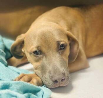 Mixed Breed Dogs Available for Adoption in West Chester, Pennsylvania - Tramp | PetCurious