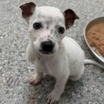 Cattle Dog and Mixed Breed Dogs Available for Adoption in Salt Lake City, Utah - Blarney | PetCurious