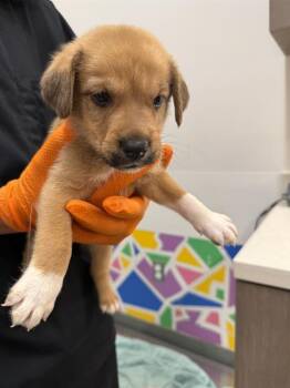 IRONMAN -  German Shepherd Dog Dog for Adoption in Baytown, Texas - IRONMAN | PetCurious