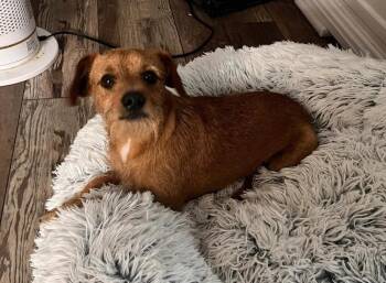Larry -  Terrier and Chihuahua Dog for Adoption in Milton, Georgia - Larry | PetCurious