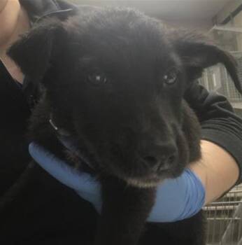 Labrador Retriever and Mixed Breed Dogs Available for Adoption in Conroe, Texas - A427021 | PetCurious