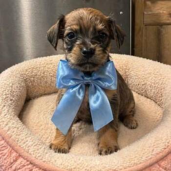 Shih Tzu and Dachshund Dogs Available for Adoption in Crosby, Texas - Raspberry | PetCurious