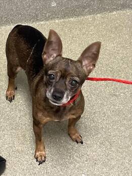 Rescue Chihuahua Dogs for Adoption in Las Vegas, Nevada - SWEETIE | PetCurious