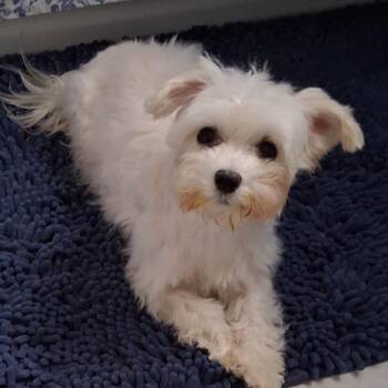 Misty -  Maltese Dog for Adoption in Hudson, Illinois - Misty | PetCurious