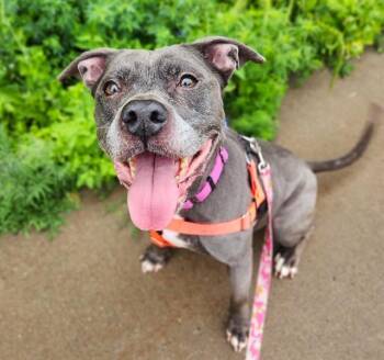 BELLA -  Pit Bull Terrier Dog for Adoption in Minneapolis, Minnesota - BELLA | PetCurious