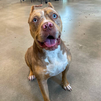 Rescue American Staffordshire Terrier Dogs for Adoption in Des Moines, Iowa - Hennesy | PetCurious